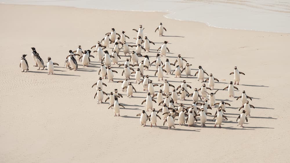 Waddling Penguins Shoreline by Joan Gil Raga — canvas wall art