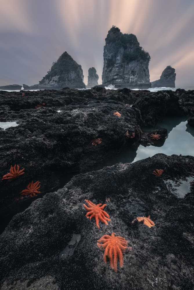 Dramatic Starfish Coast by YANGYING — canvas wall art