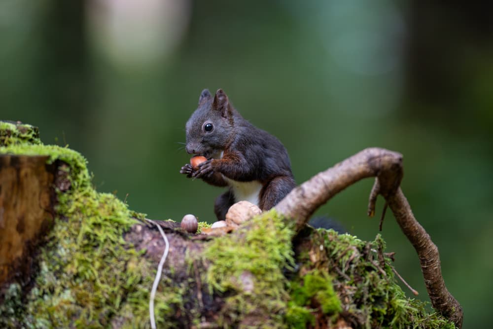 Forest Squirrel Snack by Bjoern Alicke — canvas wall art