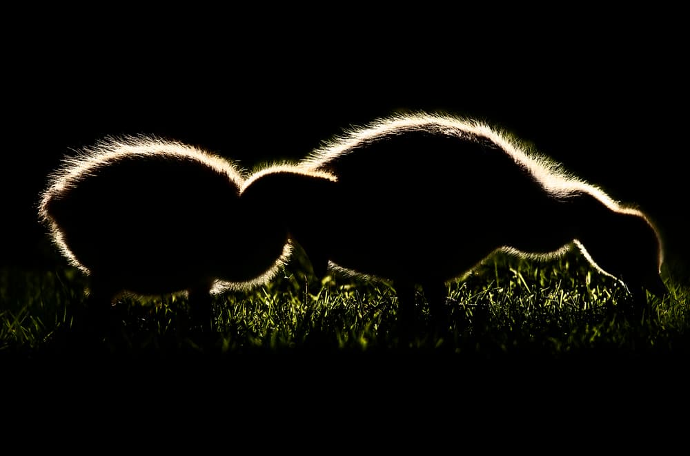 Glowing Goslings Foraging by Yu Cheng — canvas wall art