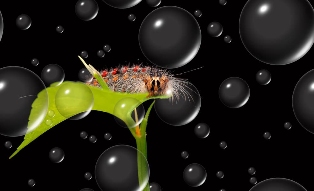 Hairy Caterpillar Black Bubbles by Thierry Dufour — canvas wall art