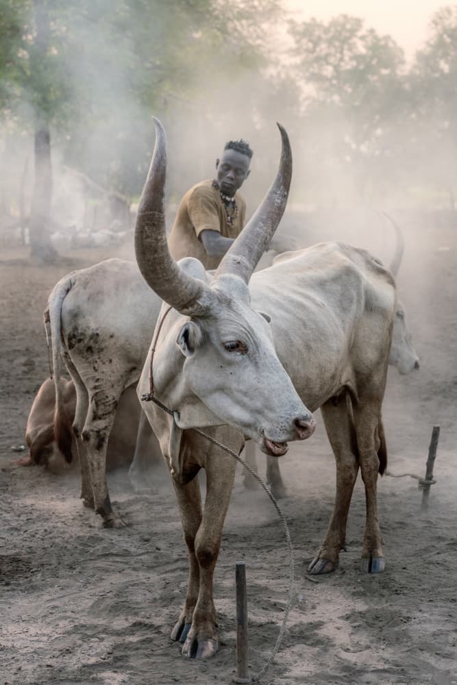 African Herder And Cattle by Trevor Cole — canvas wall art