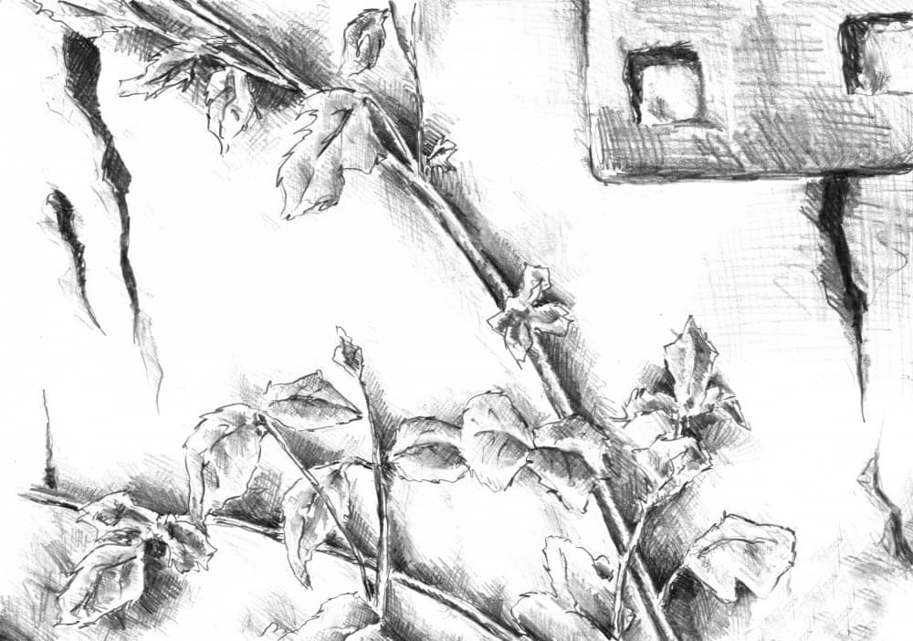 Rustic Rose Sketch by Kulik — canvas wall art