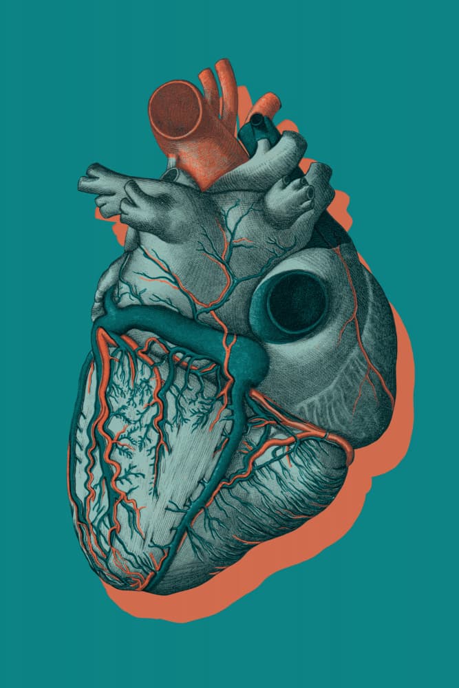 Vibrant Anatomical Heart by Marja van den Hurk — canvas wall art