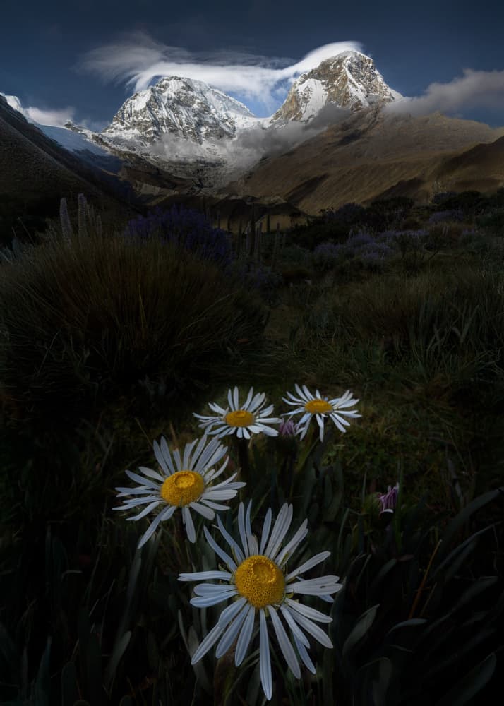 Wild Daisies Mountain View by Dennis Zhang — canvas wall art