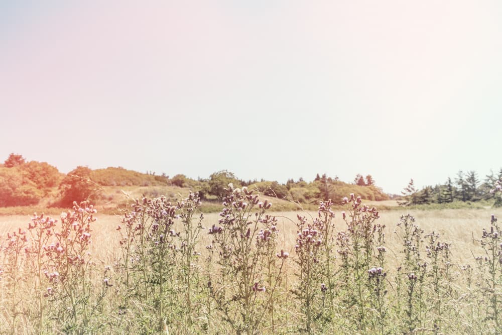 Summer Wildflower Field by Lynann Colligan — canvas wall art