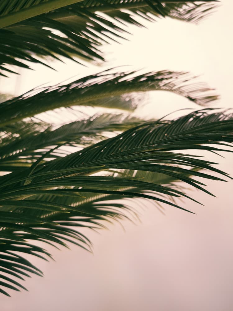 Soft Light Palms by Angelo Cerantola — canvas wall art