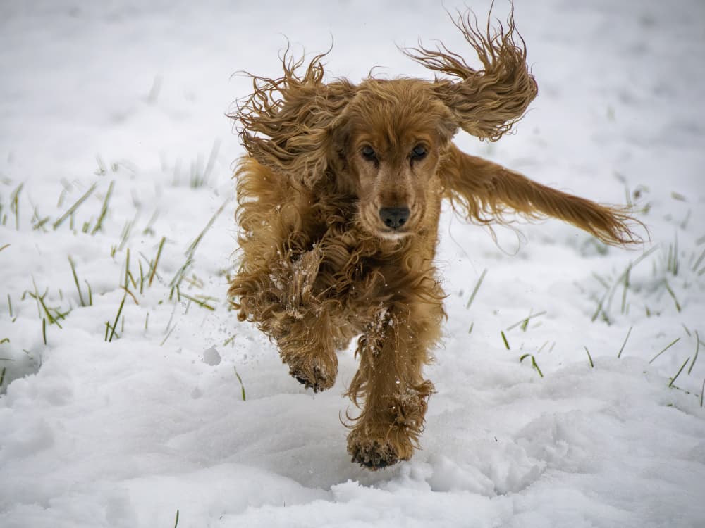 Playful Cocker In Snow by Andrea Izzotti — canvas wall art