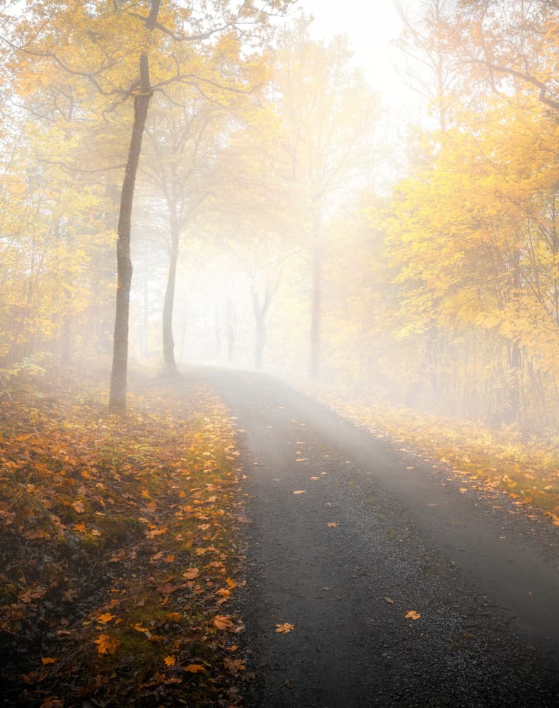 Golden Misty Path by Christian Lindsten — canvas wall art