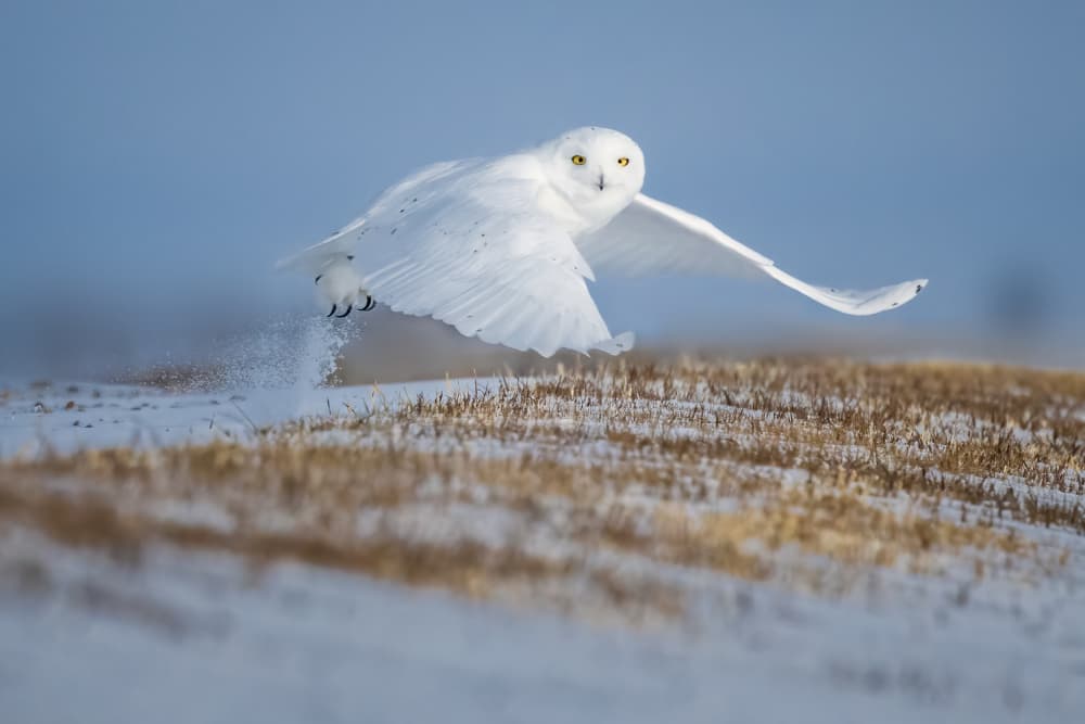 Snowy Owl Takes Flight by Li Ying — canvas wall art