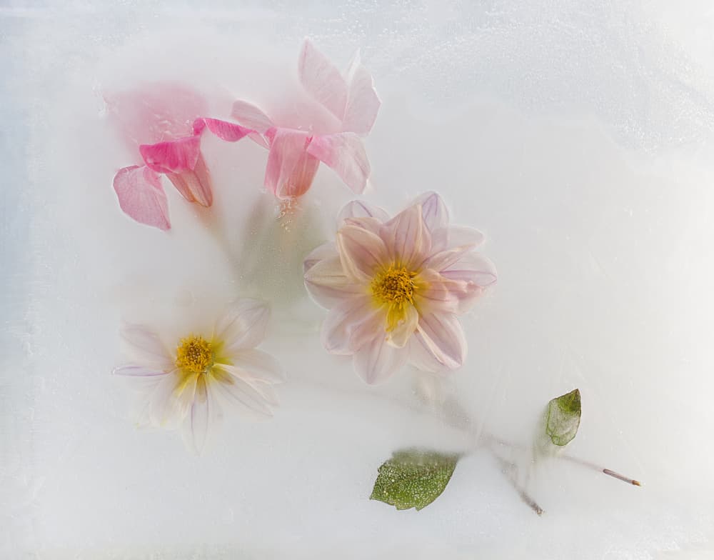 Delicate Frozen Flowers by Pedro Uranga — canvas wall art