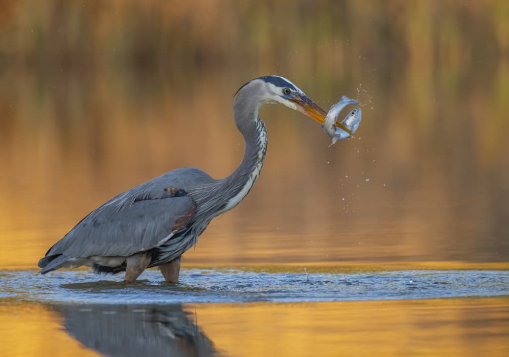 Heron's Golden Catch by Judy Tseng — canvas wall art