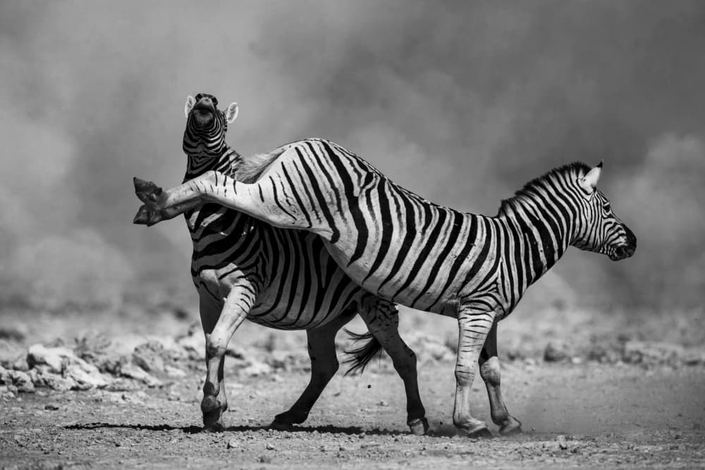 Wild Zebra Clash by Joanna W — canvas wall art