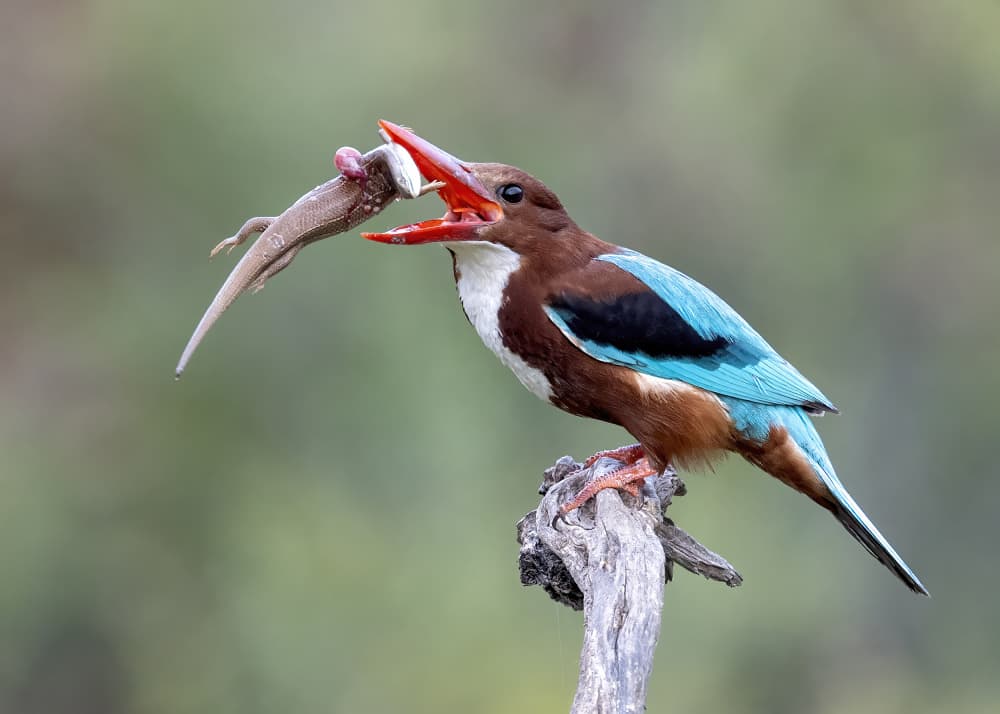 Kingfisher's Catch by Eyal Amer — canvas wall art
