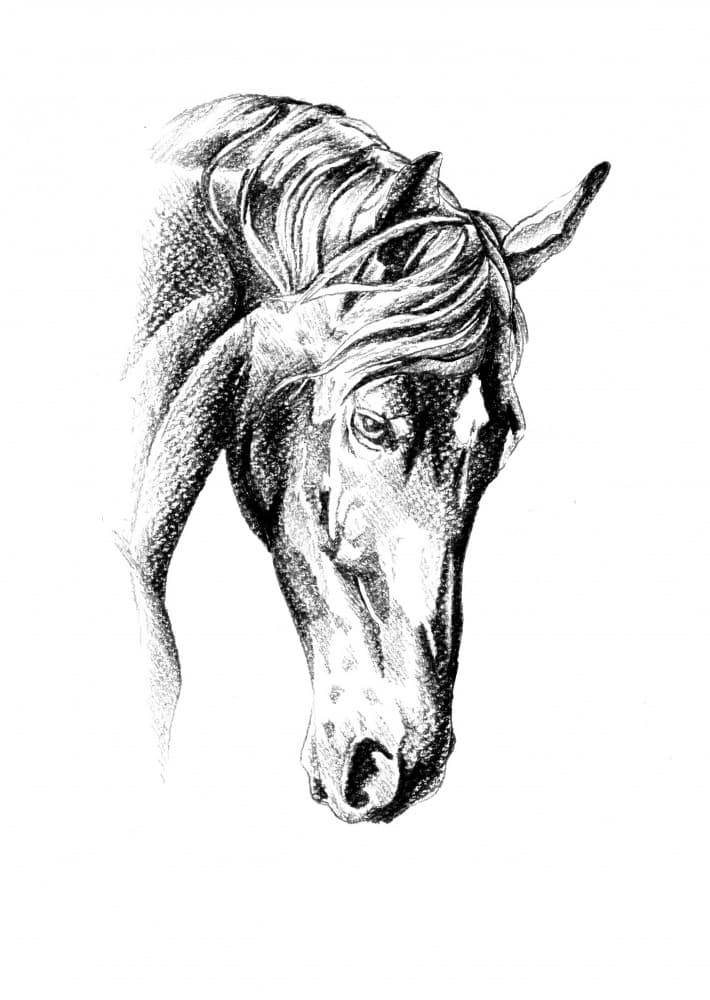 Elegant Horse Drawing by Kulik — canvas wall art