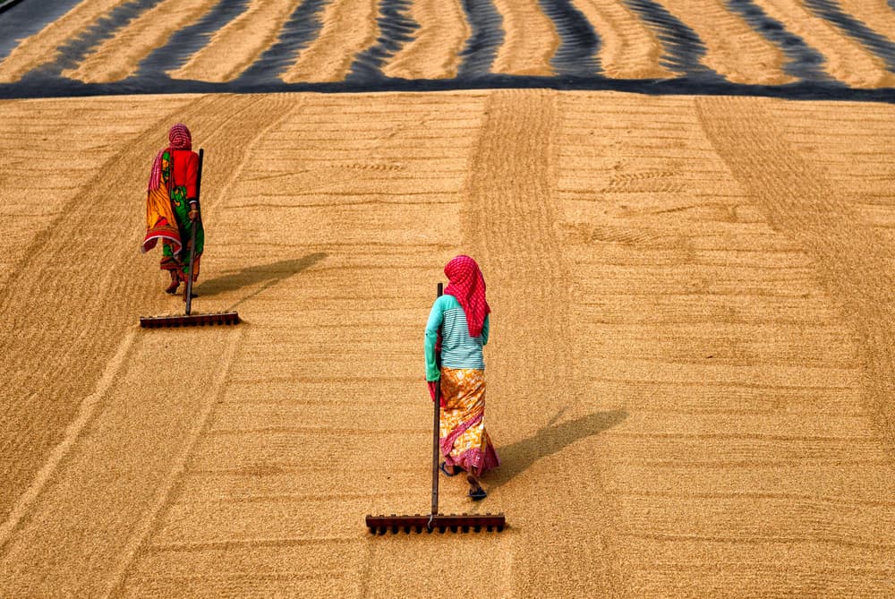 Rice Field Workers by Avishek Das — canvas wall art