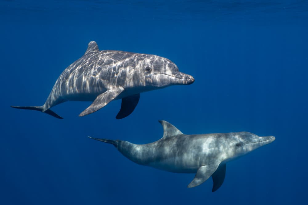 Spotted Dolphins Gliding by Serge Melesan — canvas wall art