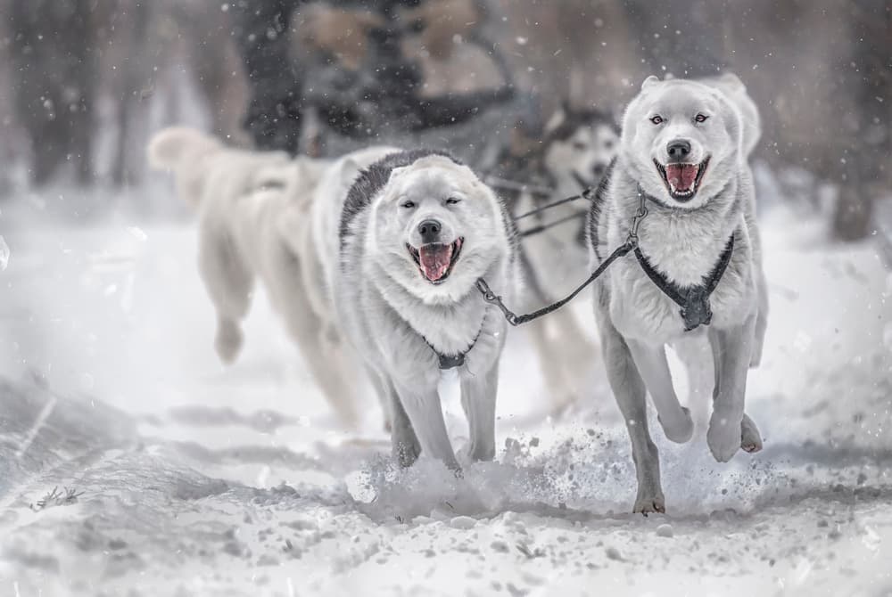Happy Huskies Running in Snow by Larry Deng APA — canvas wall art
