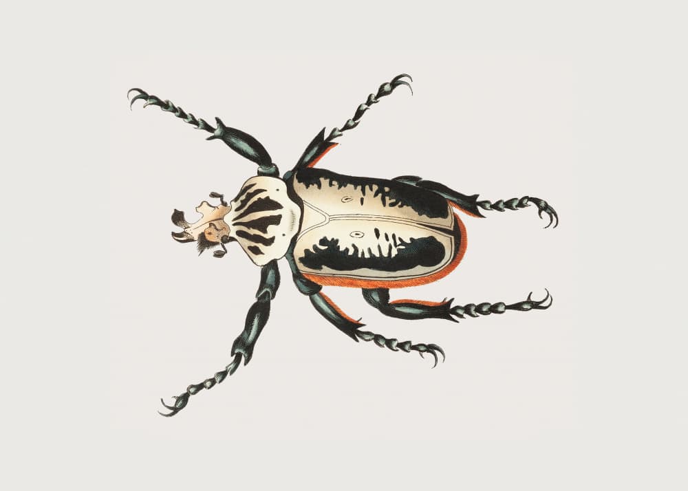 Goliath Beetle by George Shaw — canvas wall art