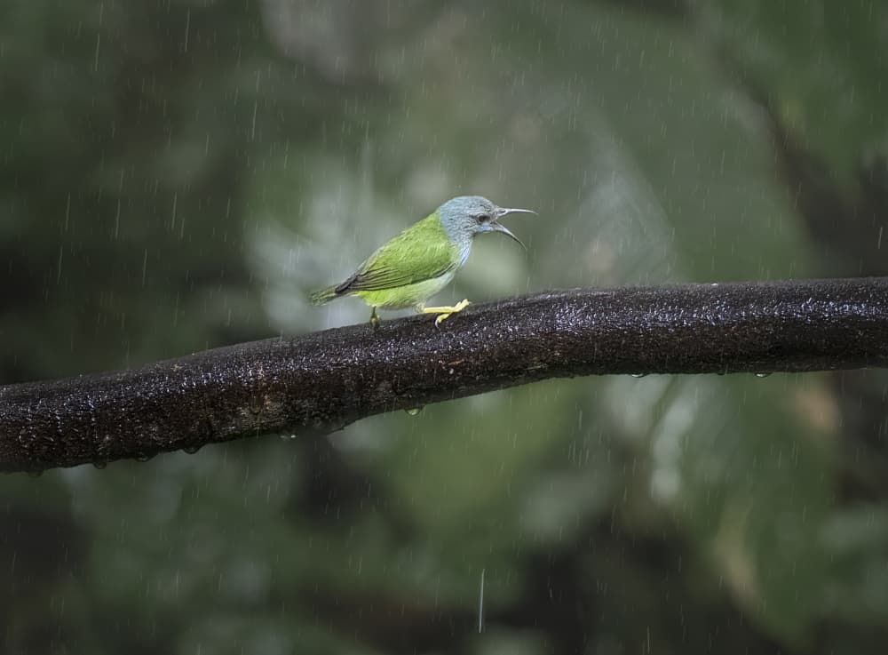 Green Bird In Rain by Larry Deng APA — canvas wall art