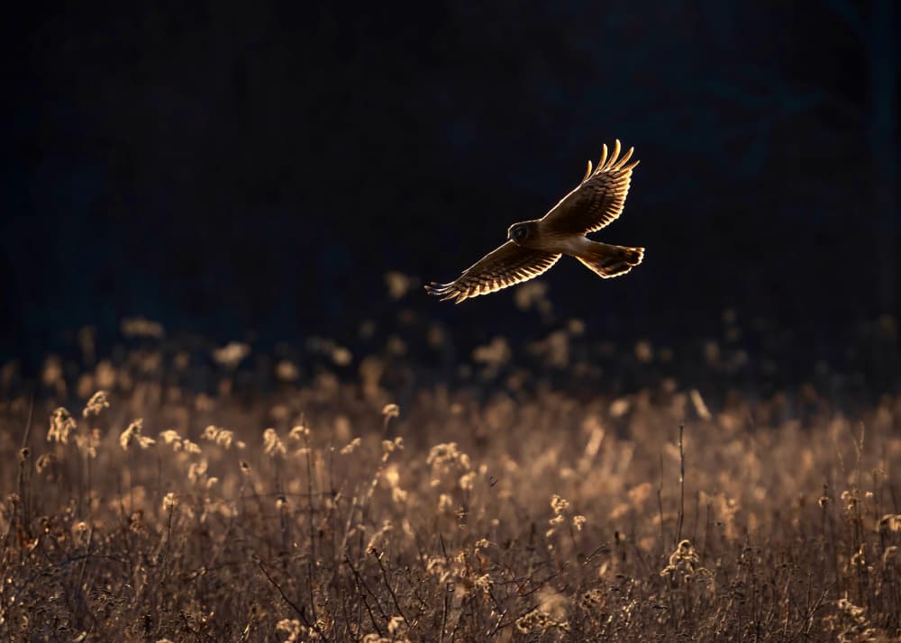 Golden Hour Flight by Ruiqing P. — canvas wall art