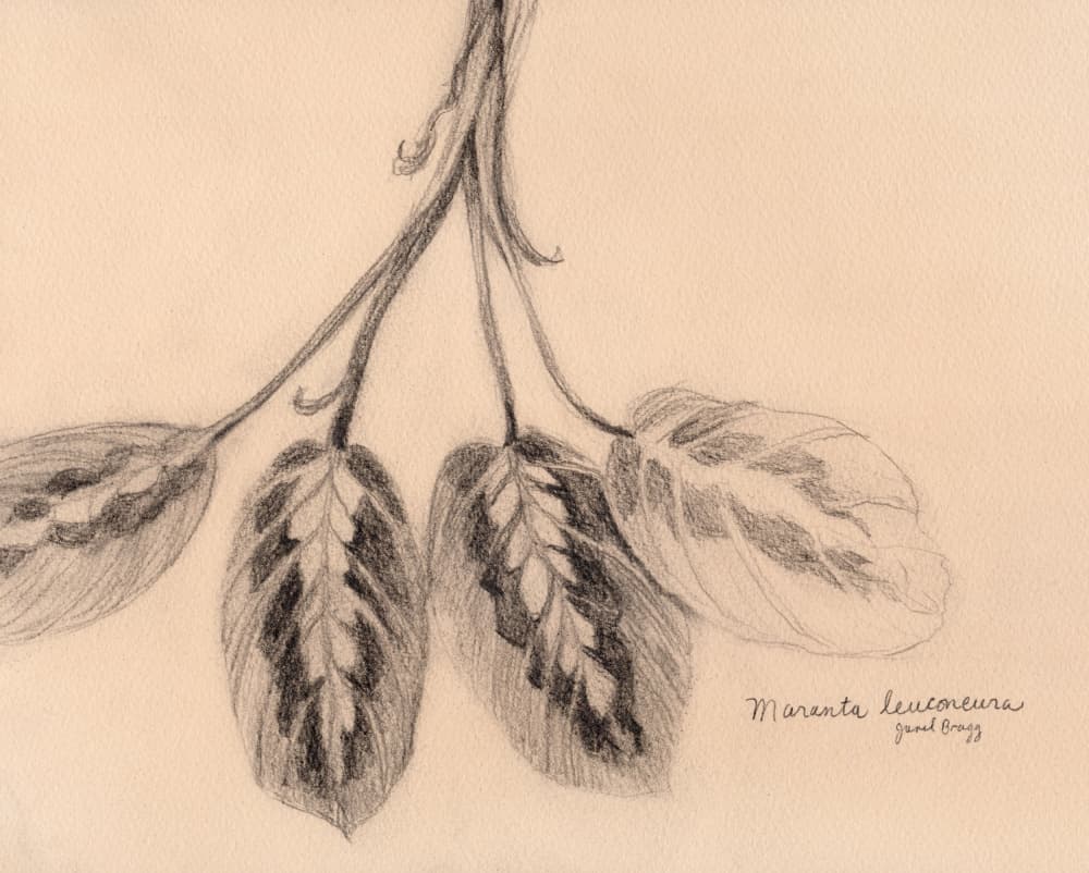 Delicate Prayer Plant Leaves by Janel Bragg — canvas wall art