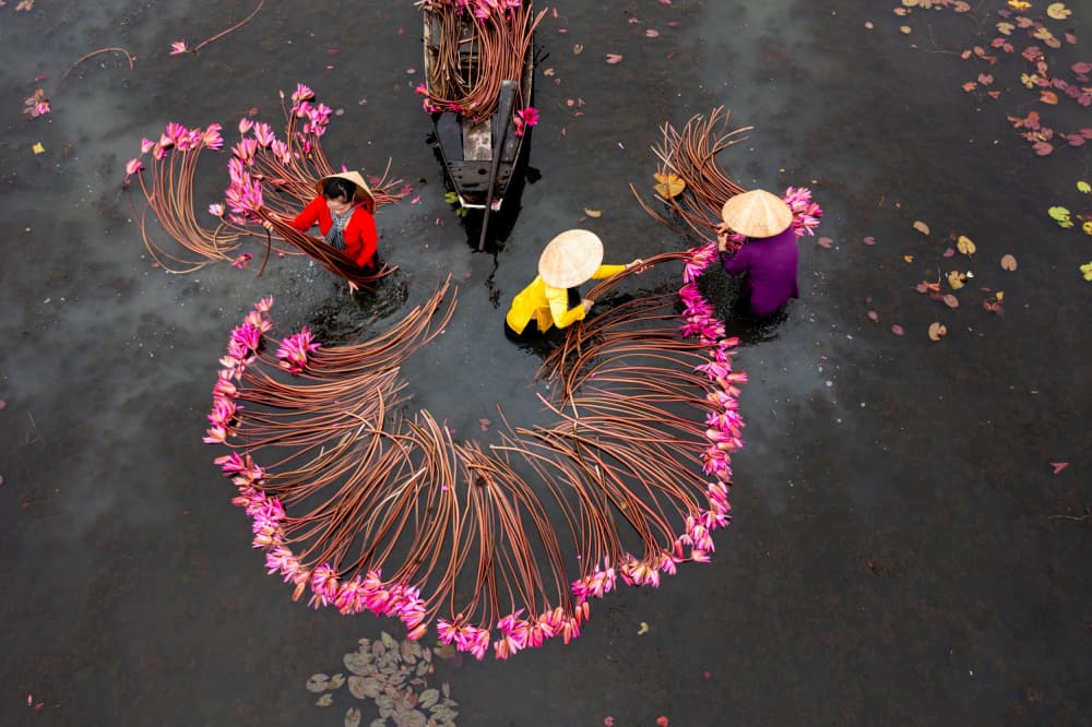 Pink Lotus Harvest by Tran Van Truong — canvas wall art