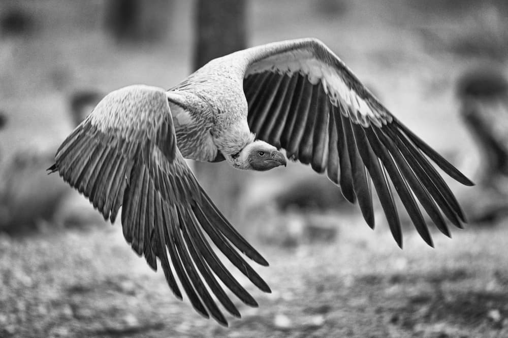 Majestic Vulture Flight by Jeffrey C. Sink — canvas wall art