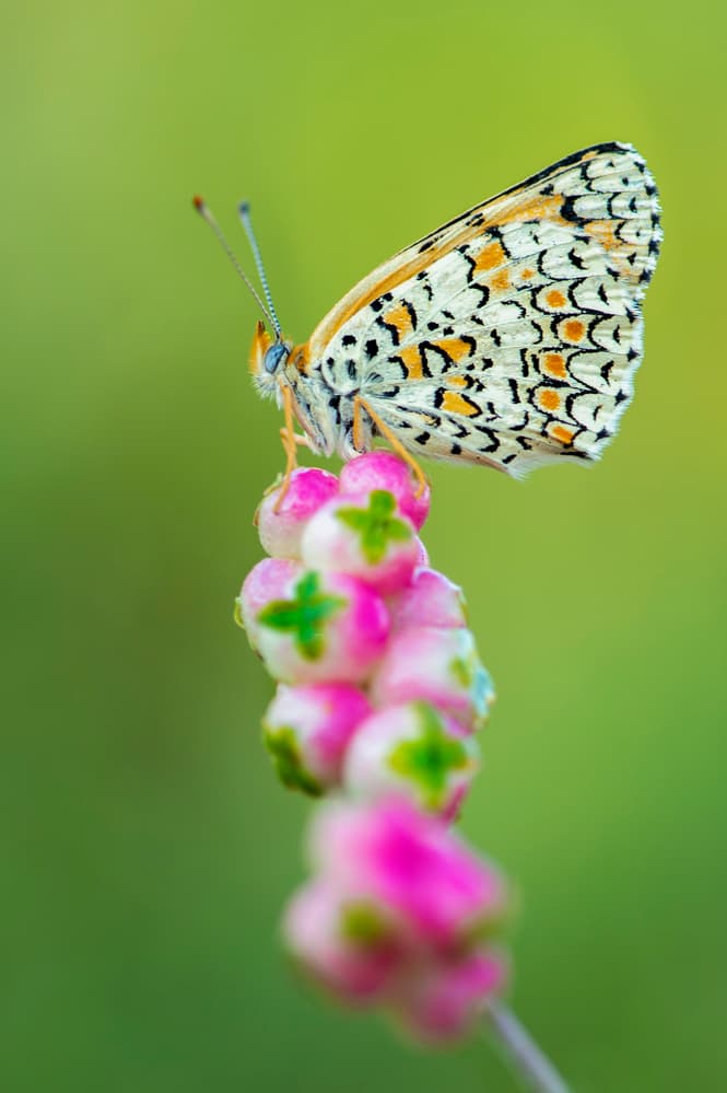 Delicate Butterfly Perched by Eyal Amer — canvas wall art