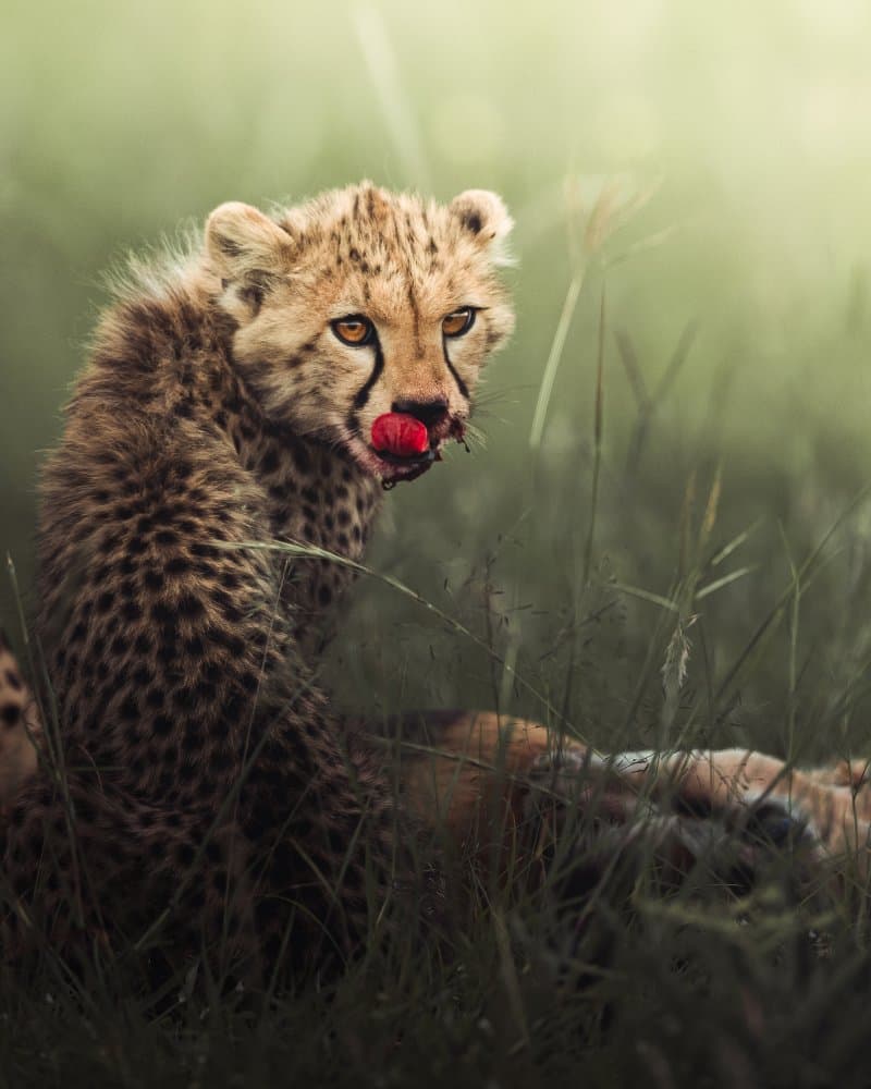 Wild Cheetah Cub Feeding by Ahmed Sobhi — canvas wall art