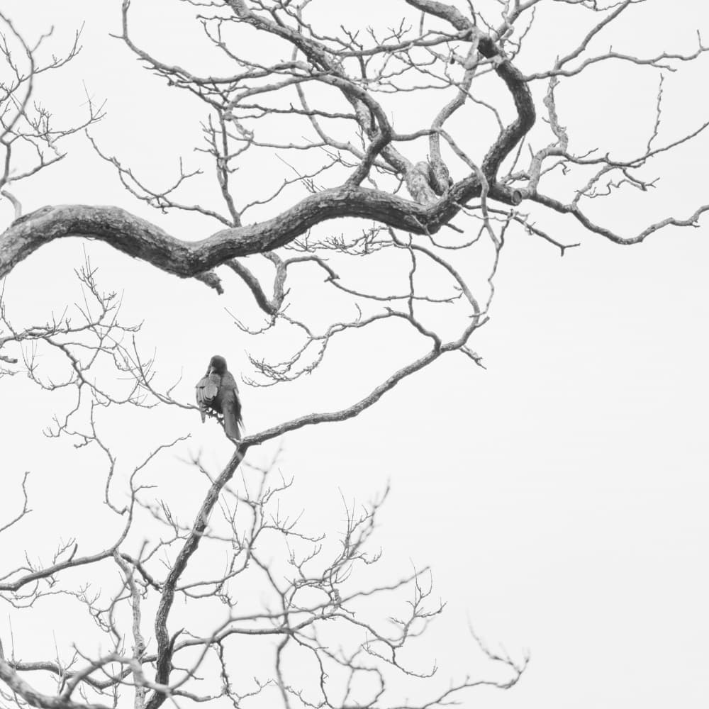 Solitary Winter Bird by Lynann Colligan — canvas wall art