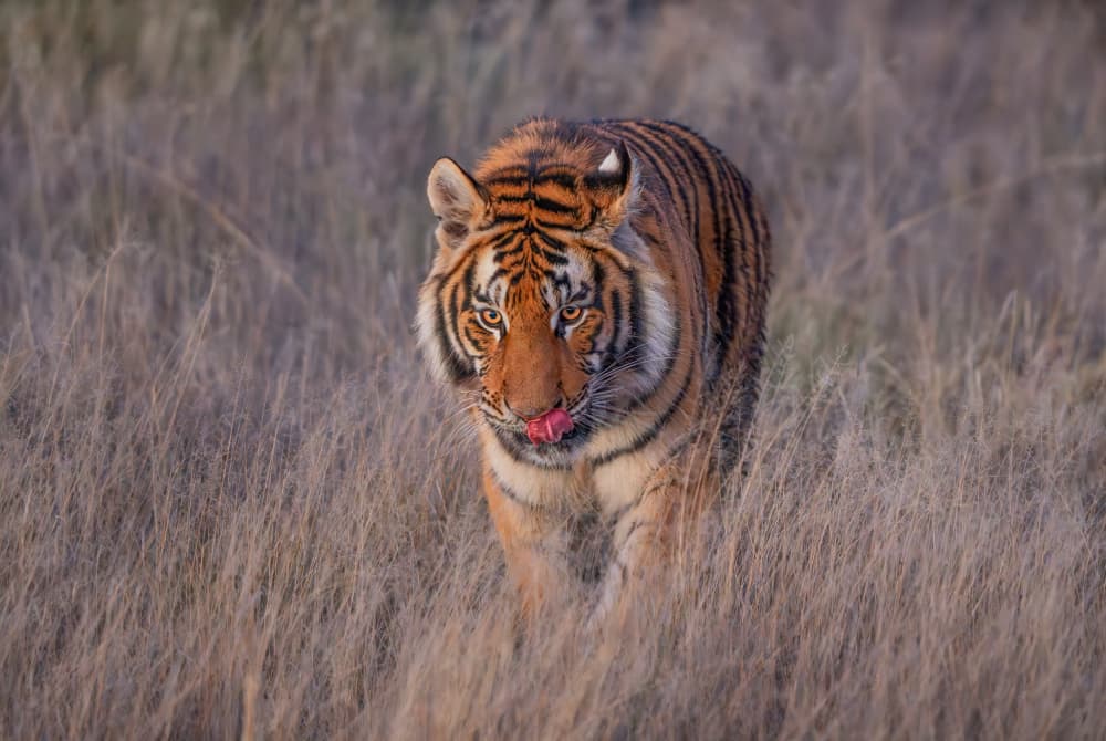 Tiger In Tall Grass by MIN LI — canvas wall art