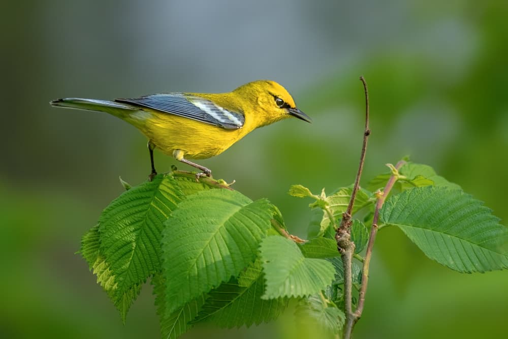Vibrant Yellow Warbler by Jacob (Jian) Xu — canvas wall art