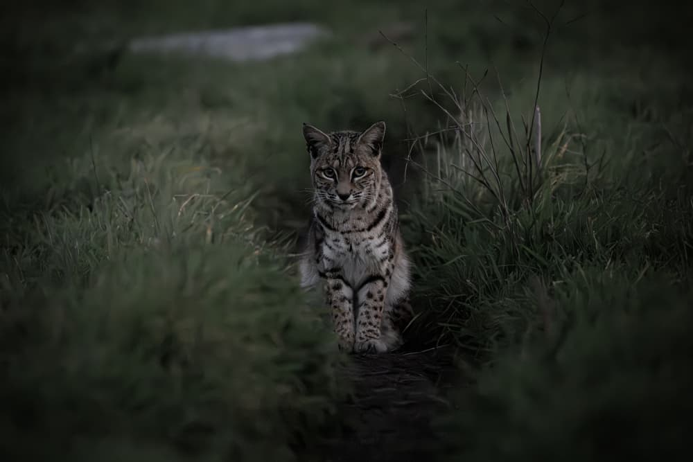Moody Bobcat Portrait by Chao Feng 天馬 — canvas wall art
