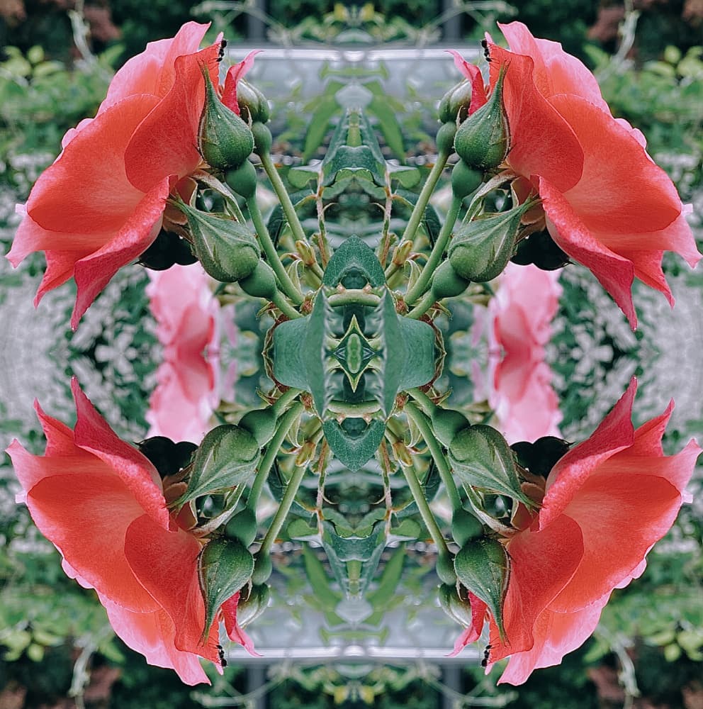 Rose Kaleidoscope by Patricia Pedraza Sanson — canvas wall art