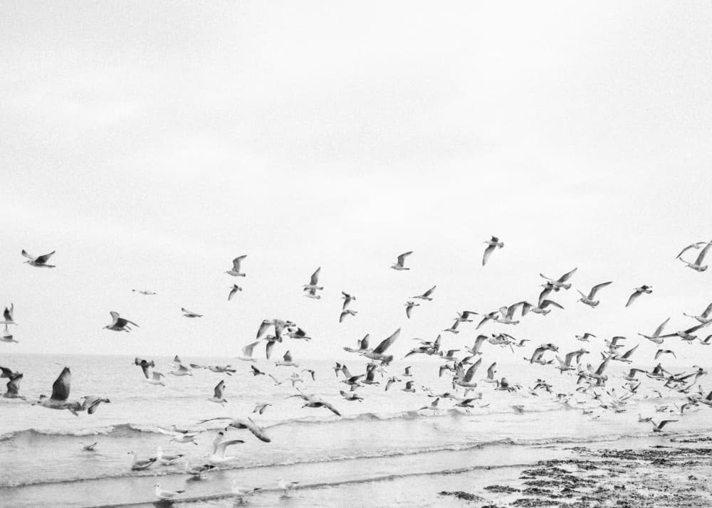 Seagulls - Coastal black and white by Raisa Zwart — canvas wall art