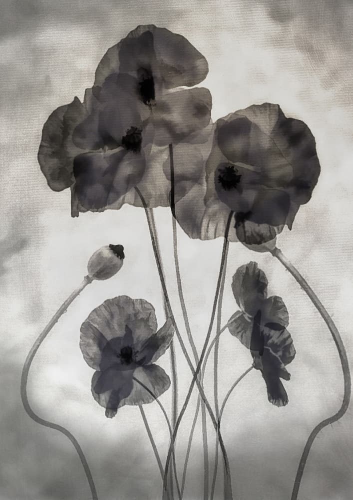 Ethereal Monochrome Poppies by Katarina Holmström — canvas wall art