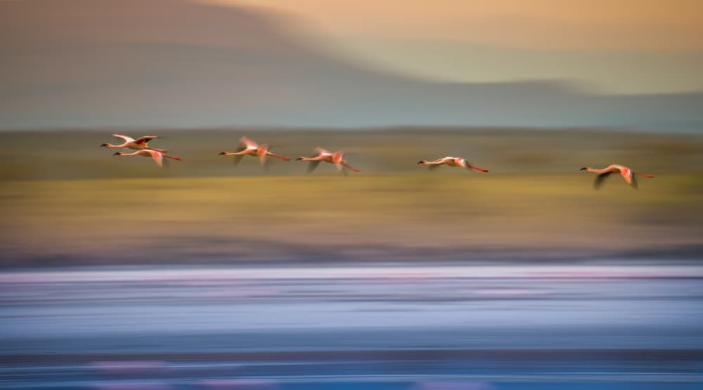 Ethereal Flamingo Flight by Judy Tseng — canvas wall art