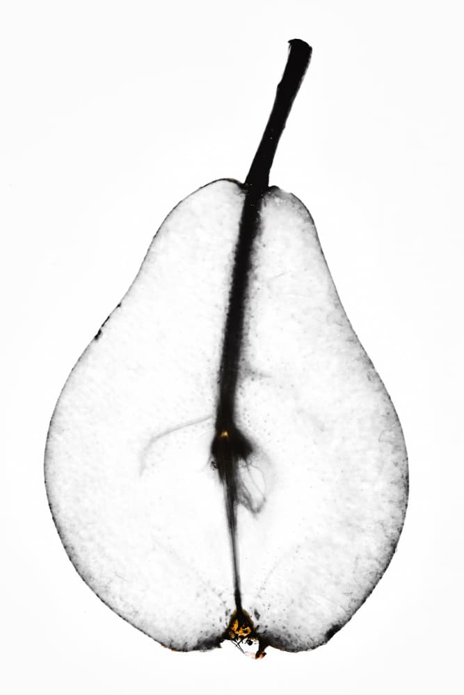Translucent Pear Half by Magda Izzard — canvas wall art