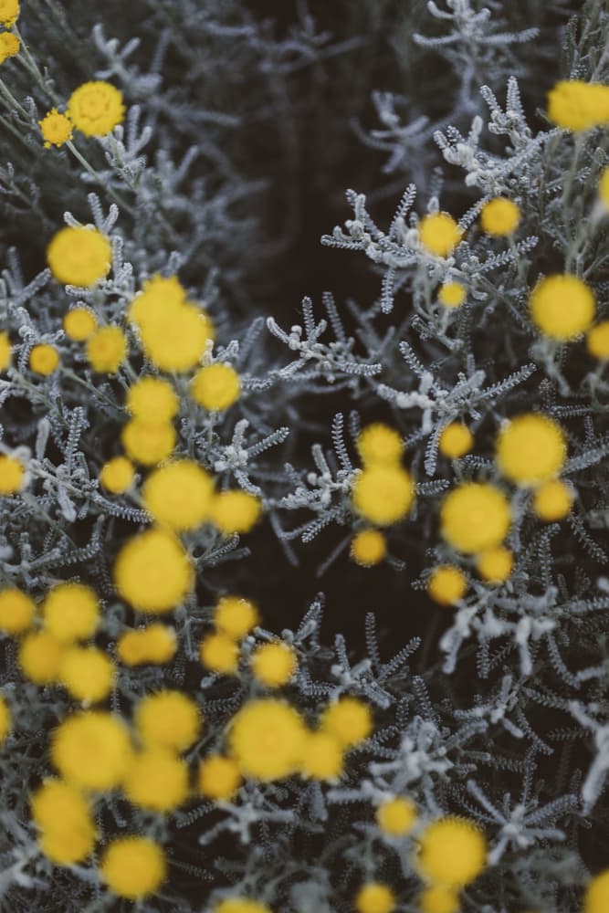 Yellow Blooms on Grey by Javier Pardina — canvas wall art