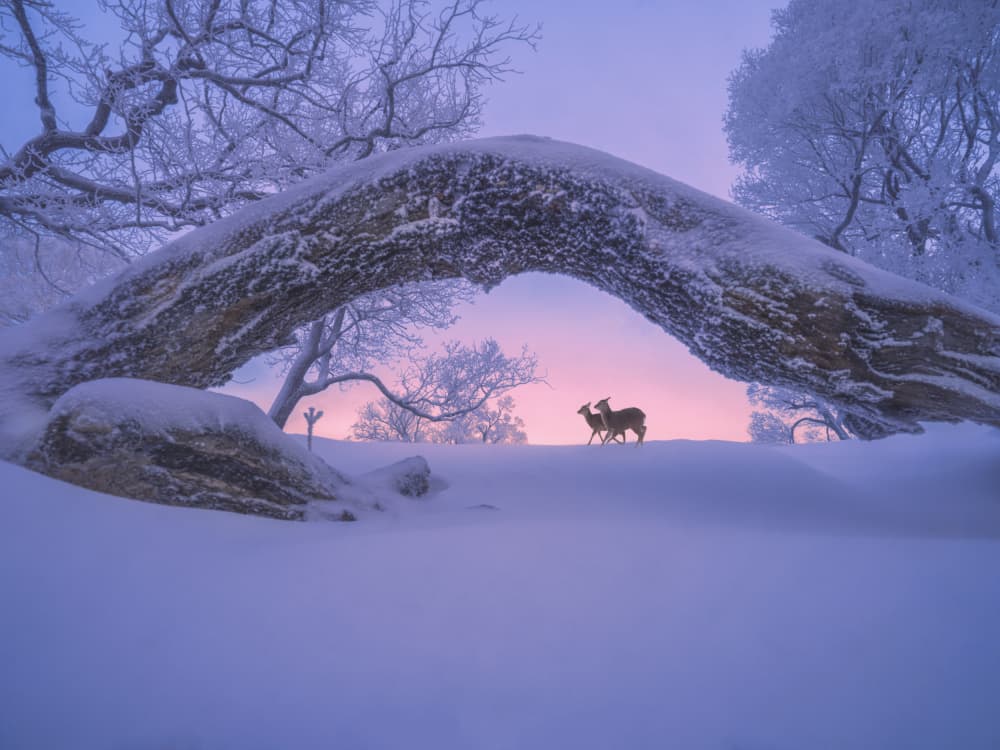 Deer Under Snowy Arch by Cai ning — canvas wall art