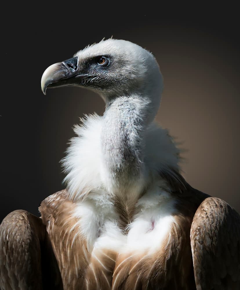 Powerful Vulture Portrait by Greetje van Son — canvas wall art