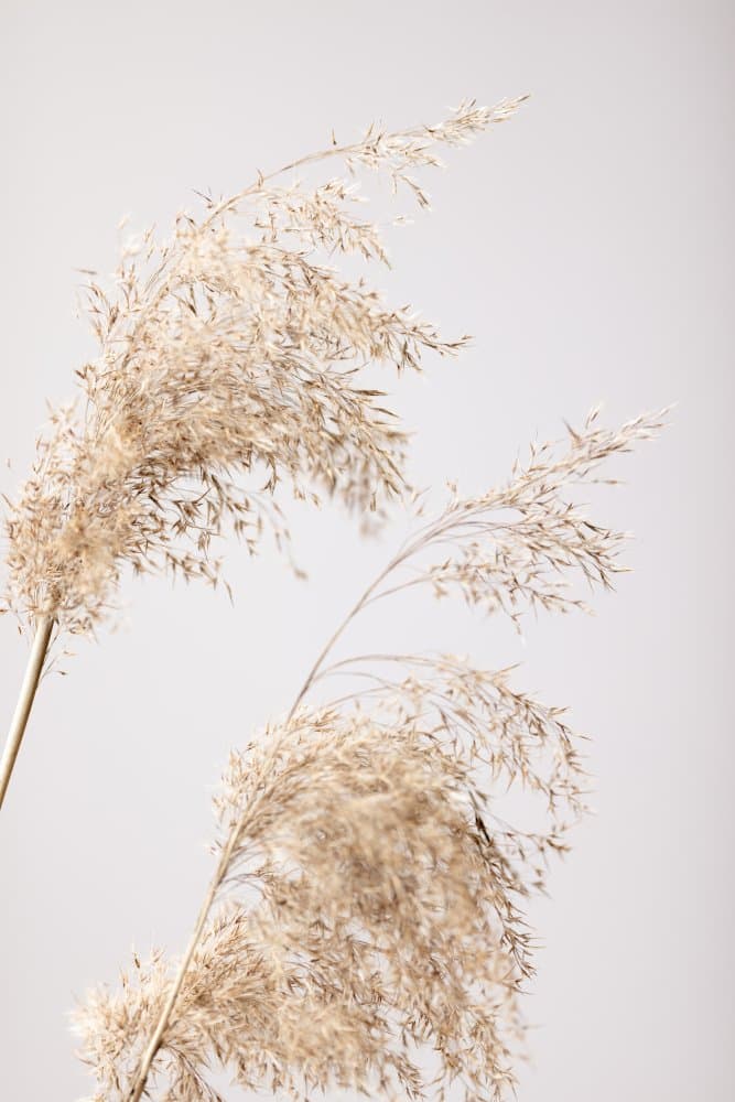 Natural Pampas Grass by Pictufy Studio III — canvas wall art