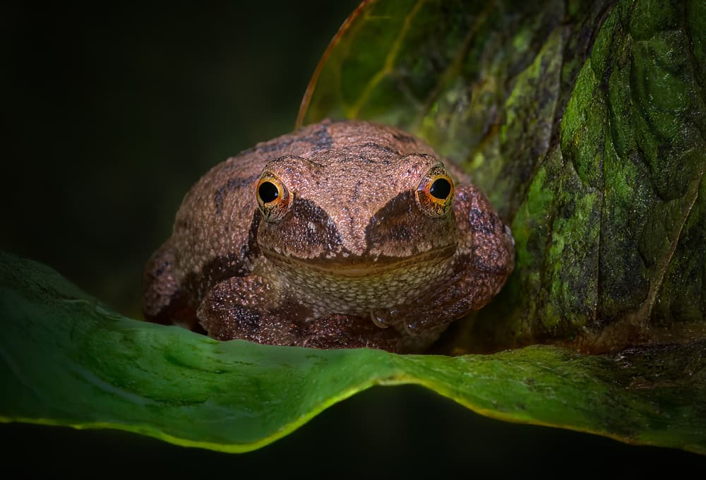 Curious Frog Portrait by Atul Saluja — canvas wall art