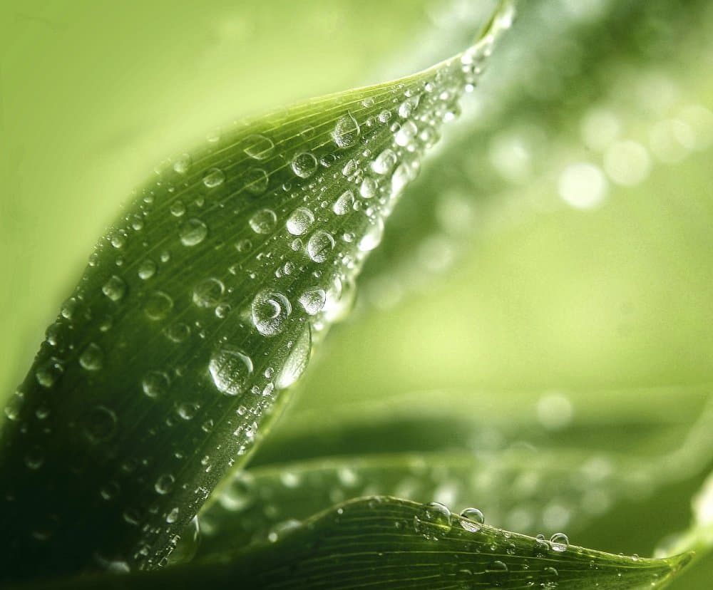 Morning Dew On Leaf by Anna Cseresnjes — canvas wall art