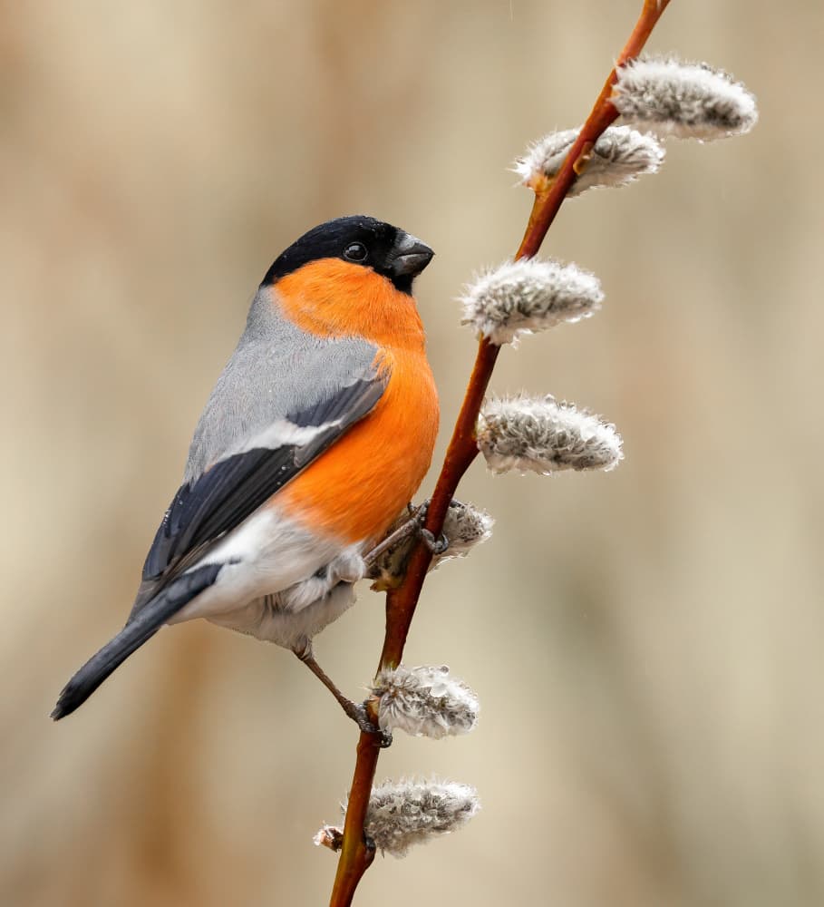 Bullfinch on Pussy Willow by Annie Keizer — canvas wall art