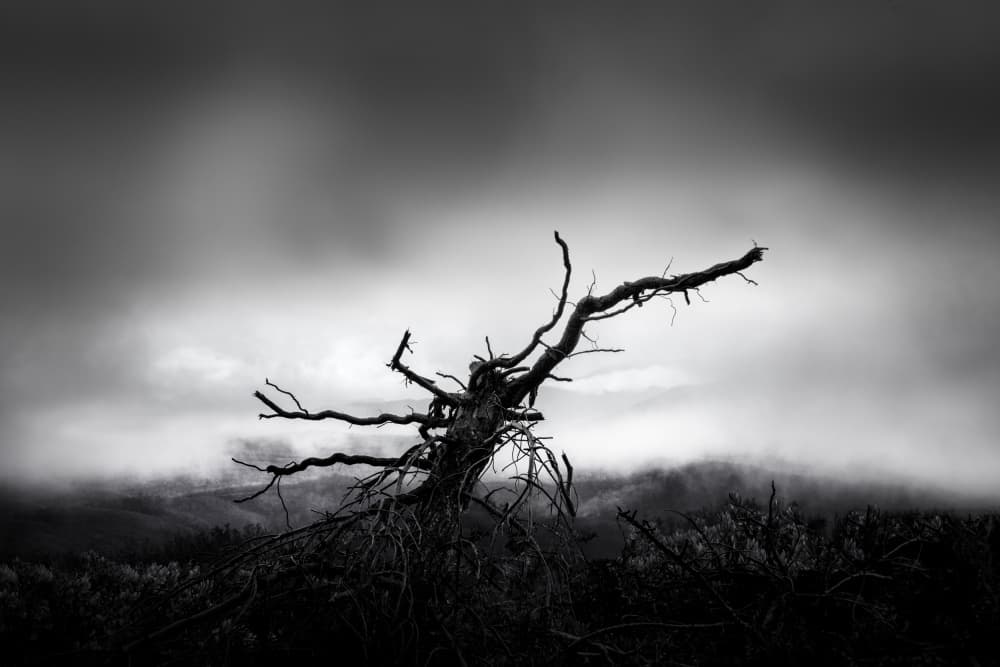 Desolate Dead Tree by George Digalakis — canvas wall art
