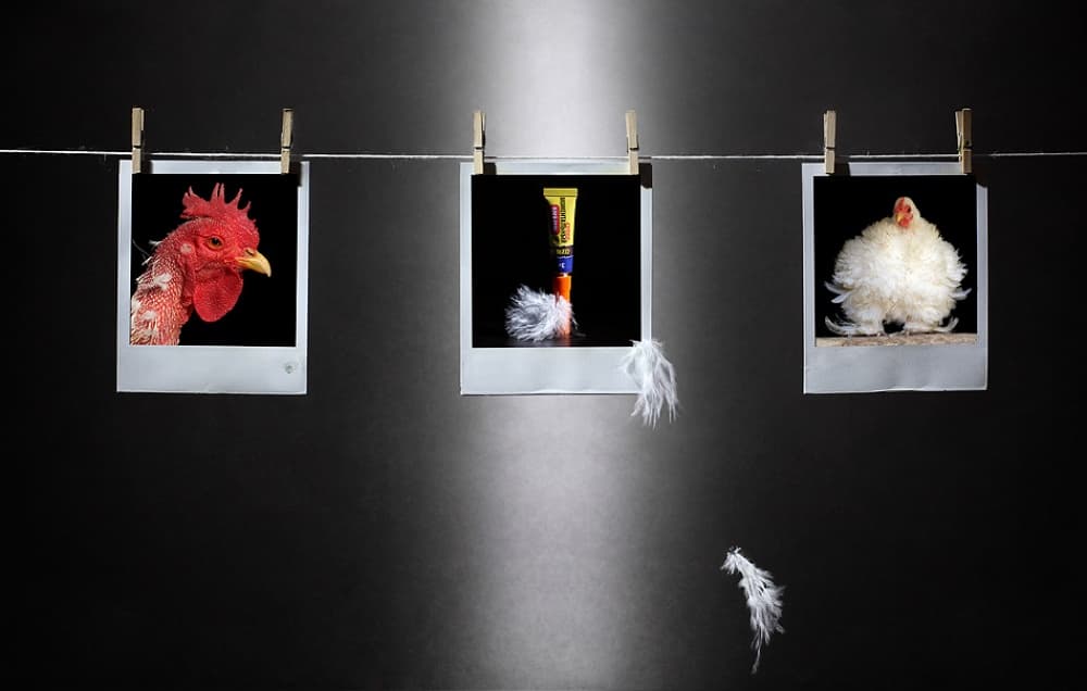 Creative Chicken Display by Victoria Glinka — canvas wall art