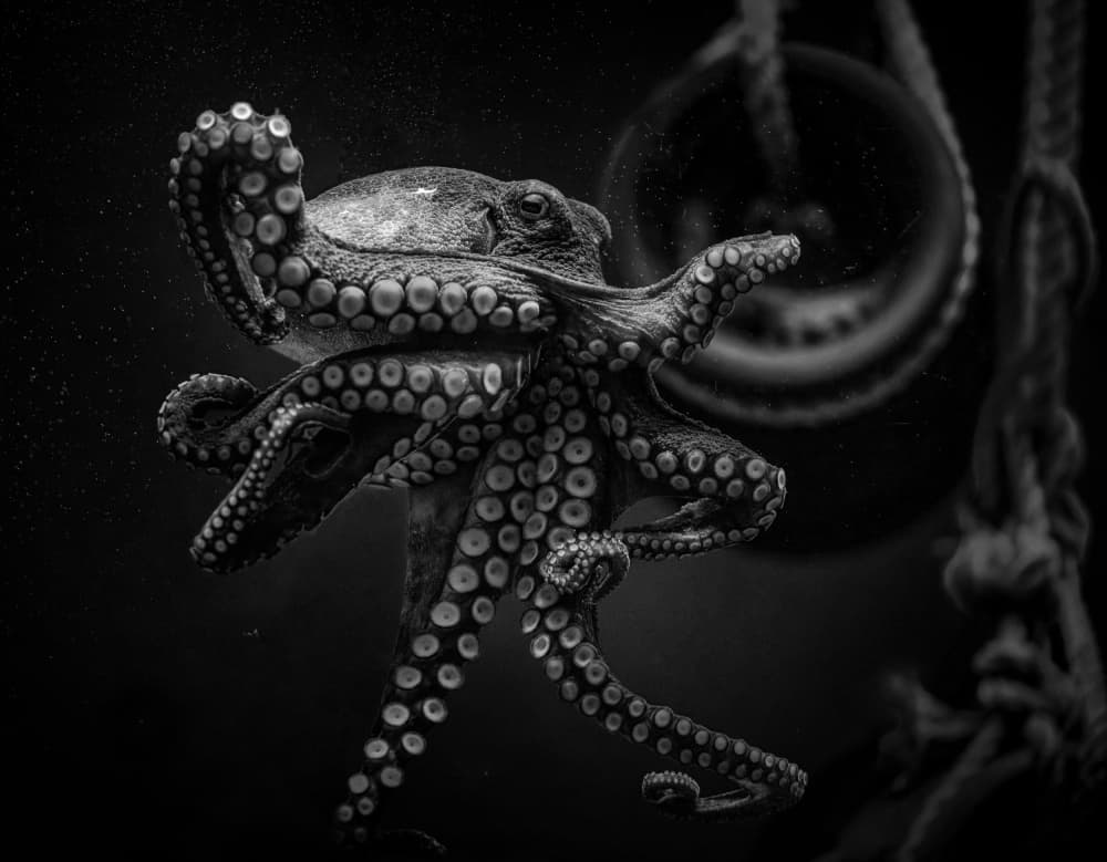 Mysterious Black Octopus by Jealousy — canvas wall art