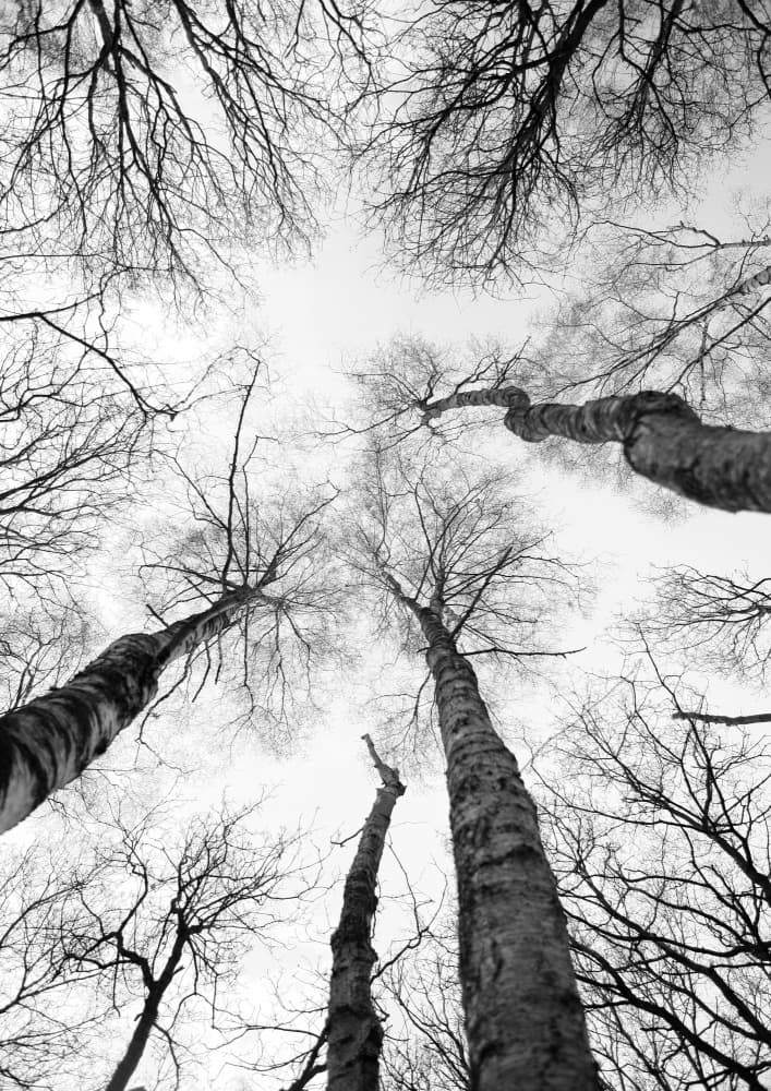 Reaching Branches by Shot by Clint — canvas wall art